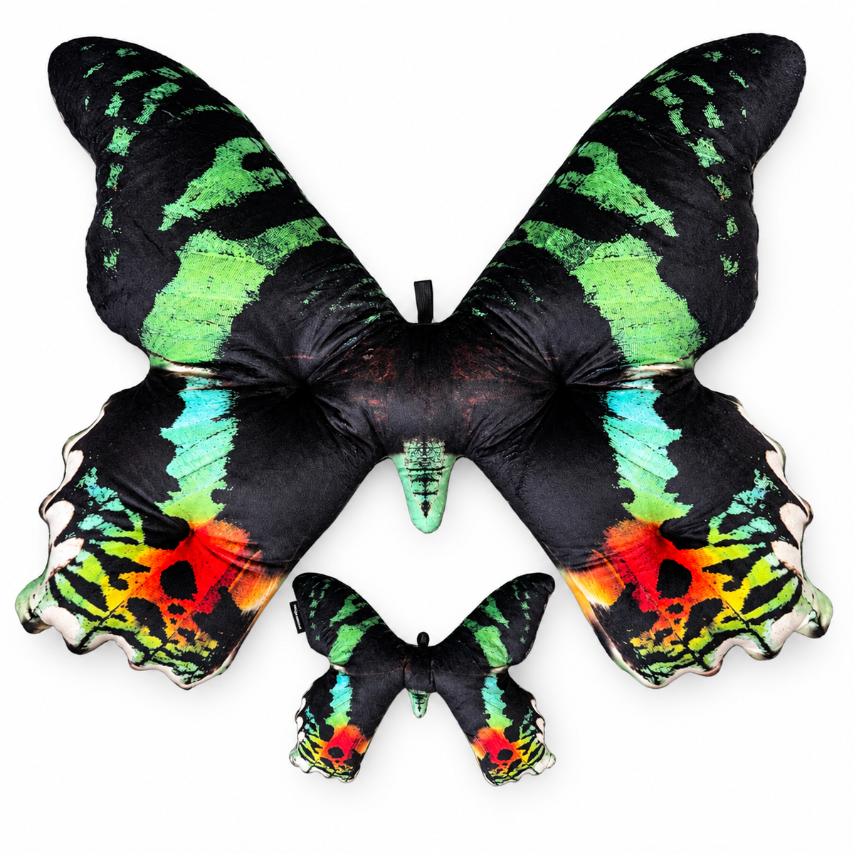 Motyl Madagaskar XXL