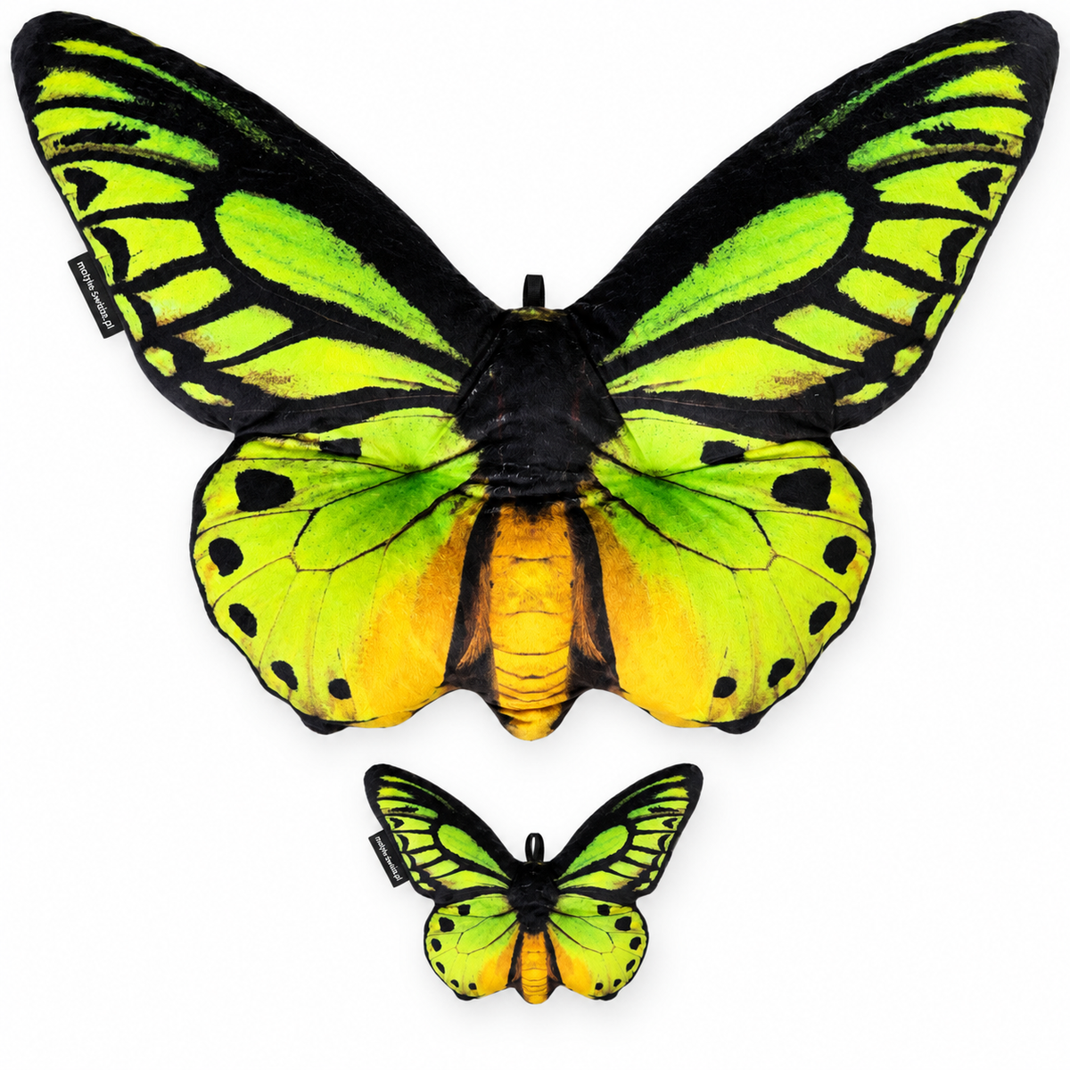 Motyl Salomon XXL