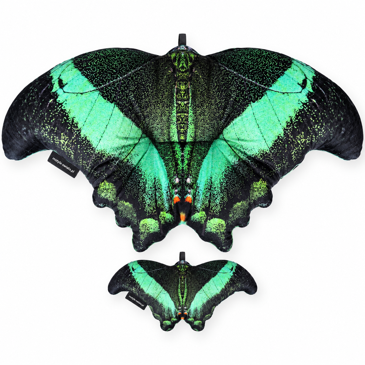 Motyl New Delhi XXL