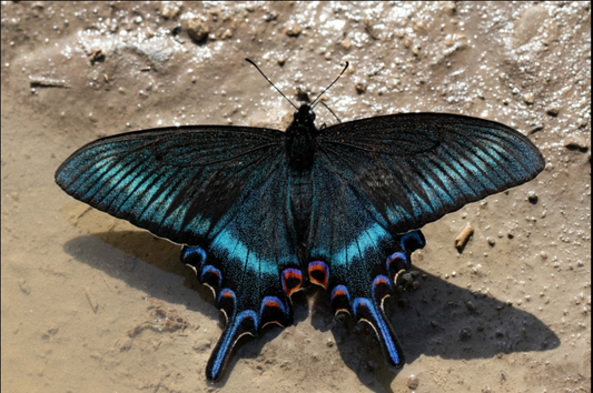 Motyl Pekin XXL