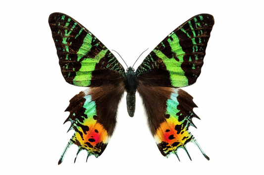 Motyl Madagaskar XXL