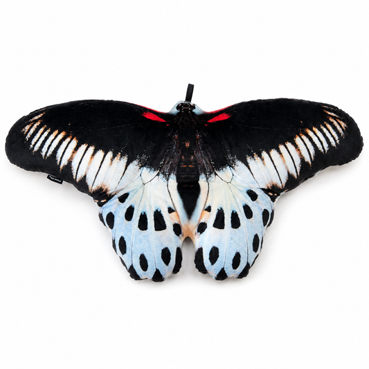 Motyl Sri Lanka XXL