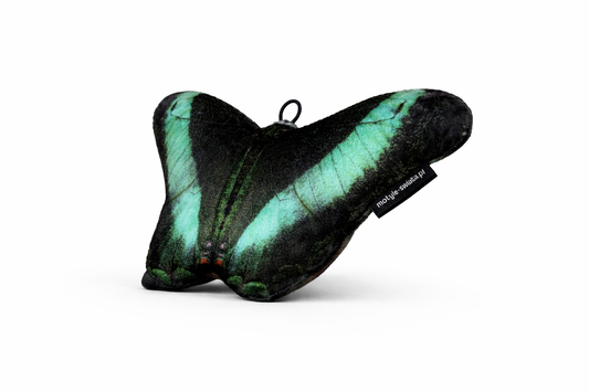 Motylek New Delhi mały