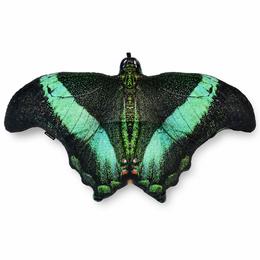 Motyl New Delhi XXL