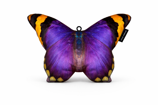 Motylek Sierra Leone mały