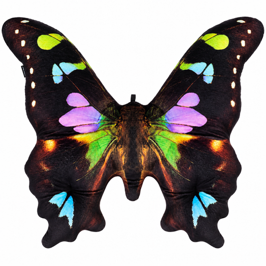 Motyl Sydney XXL