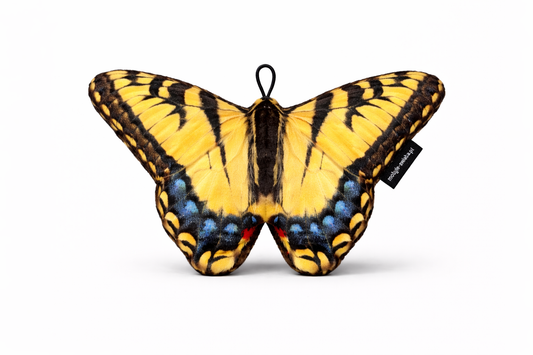 Motylek Paź Królowej Mały