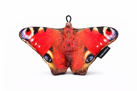 Motylek Rusałka Pawik Mały