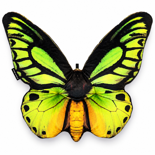 Motyl Salomon XXL