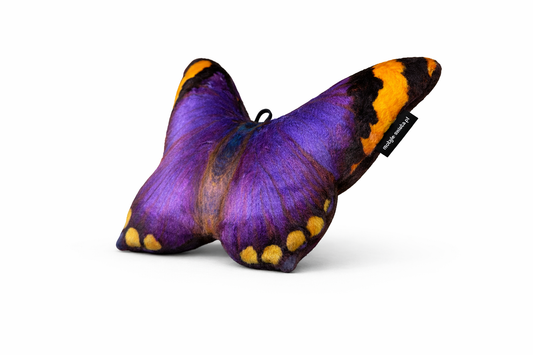 Motylek Sierra Leone mały