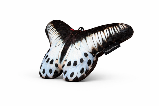 Motylek Sri Lanka mały