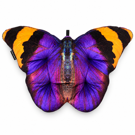 Motyl Sierra Leone XXL
