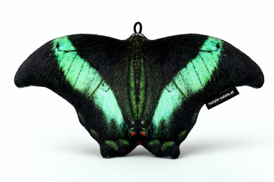 Motylek New Delhi mały