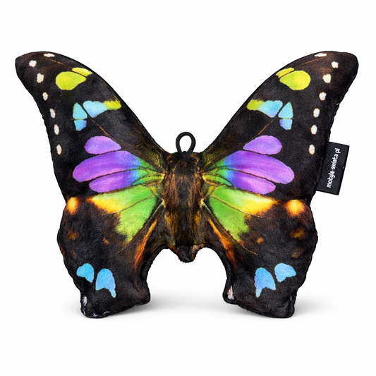 Motylek Sydney Mały