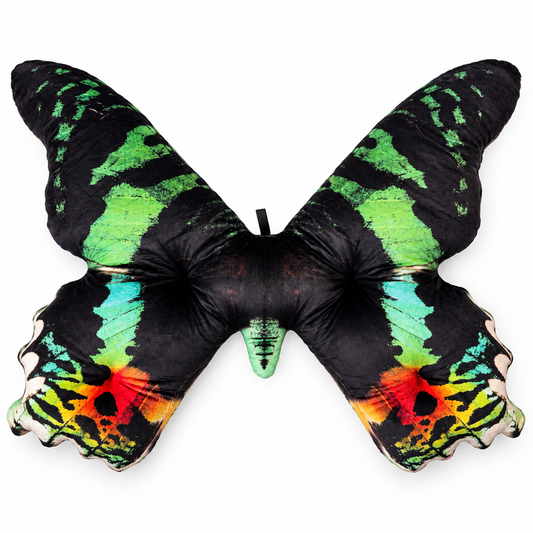 Motyl Madagaskar XXL