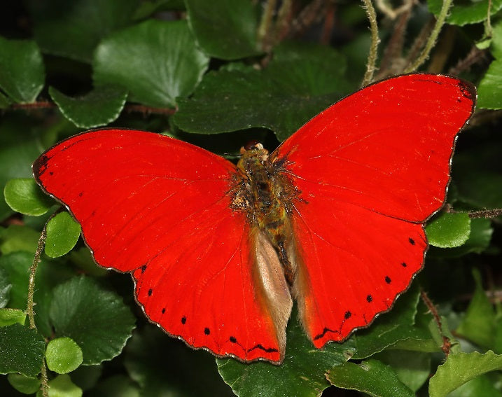 Motyl Kamerun