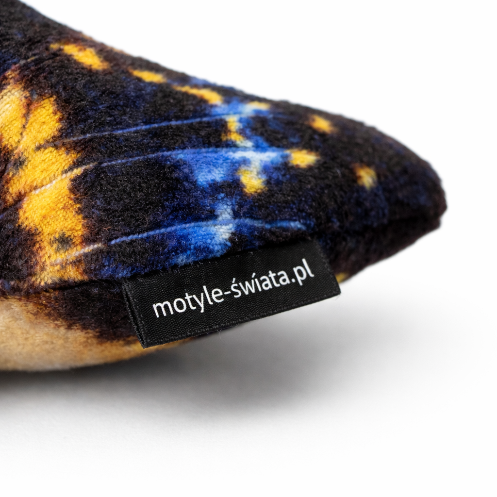Motylek Panama Mały