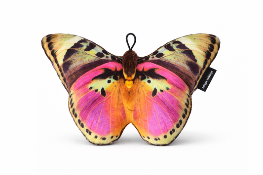 Motylek Gwinea Mały