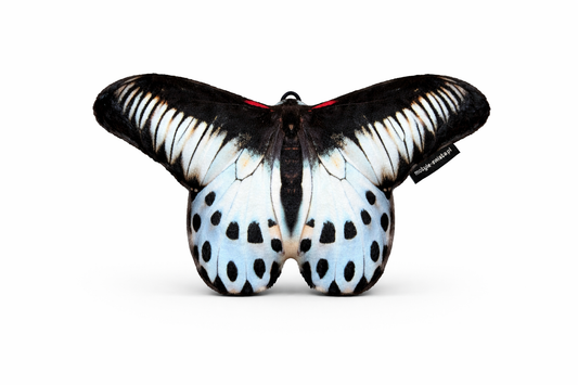 Motylek Sri Lanka mały