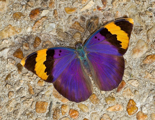 Motyl Sierra Leone
