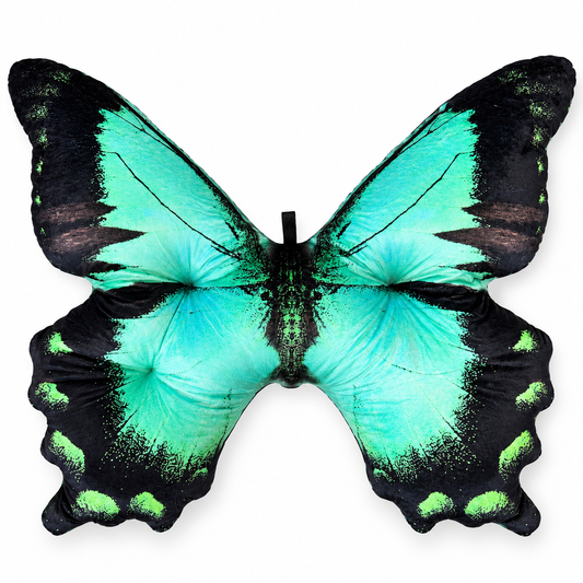 Motyl Indonezja XXL
