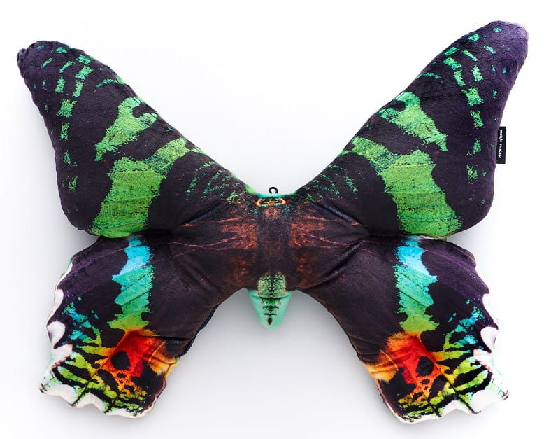 Motyl Madagaskar