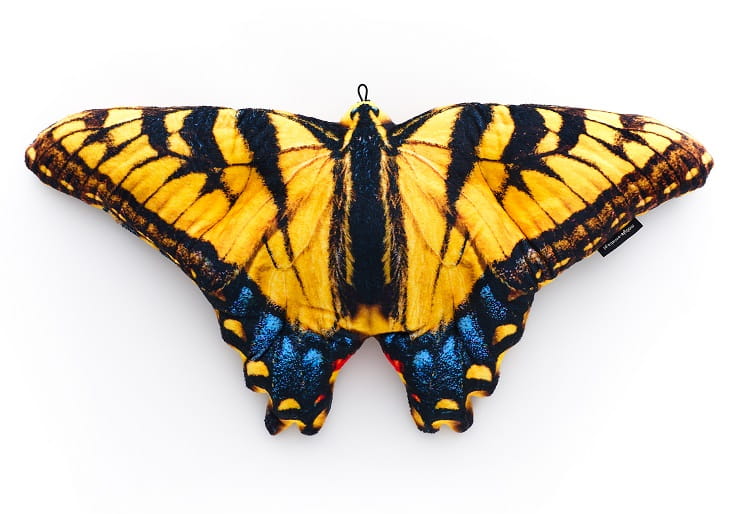 Motyl Paź królowej