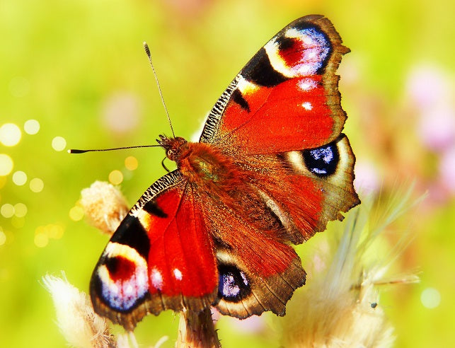 Motyl Rusałka Pawik