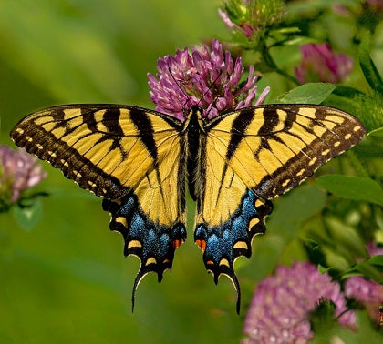 Motyl Paź królowej