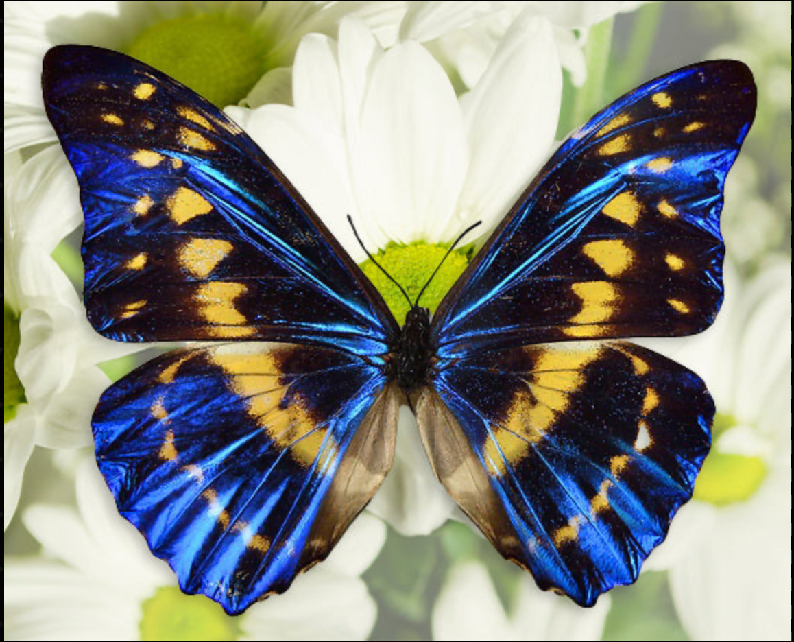 Motyl Panama XXL