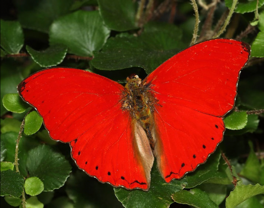 Motyl Kamerun XXL