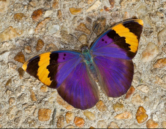 Motyl Sierra Leone XXL