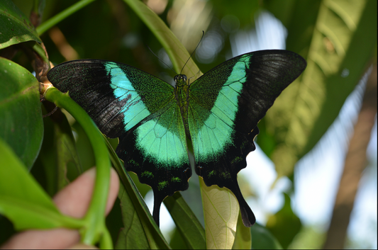 Motyl New Delhi XXL