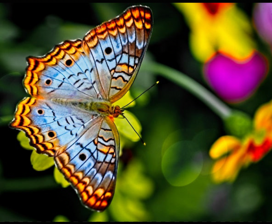 Motyl Miami XXL