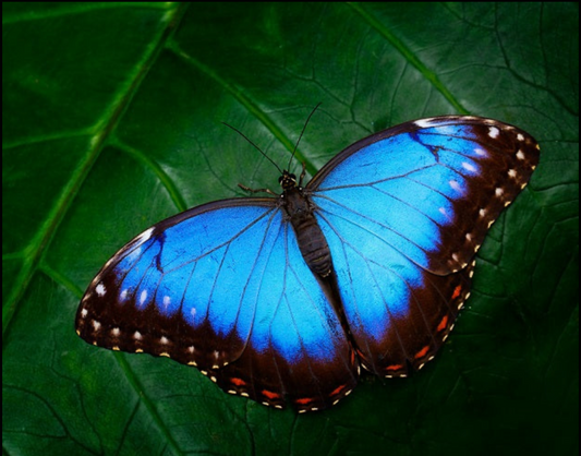 Motyl Meksyk XXL