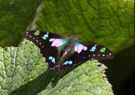 Motyl Sydney XXL