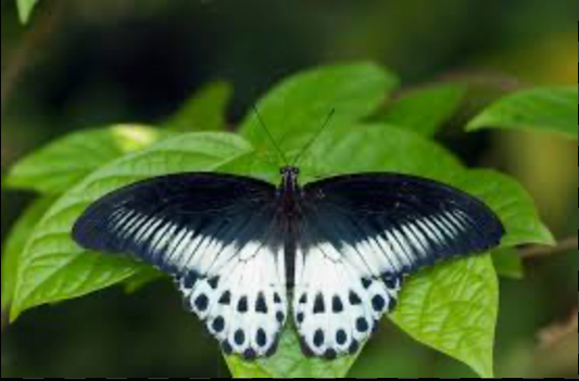 Motyl Sri Lanka XXL