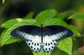 Motyl Sri Lanka