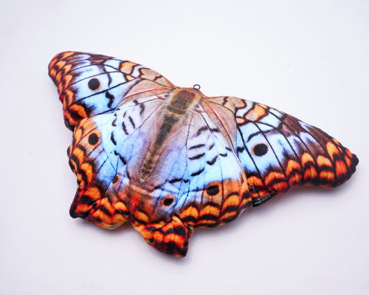 Motyl Miami